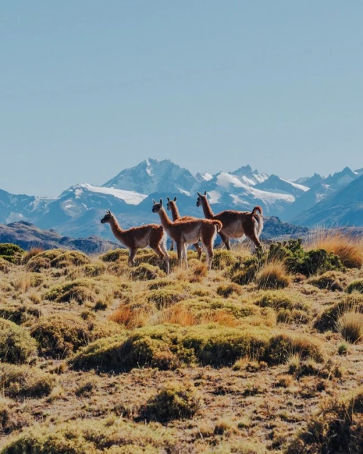 Three guanacos standing on a grassy hillside with snow-capped mountains in the background on a bright sunny day in Patagonia.