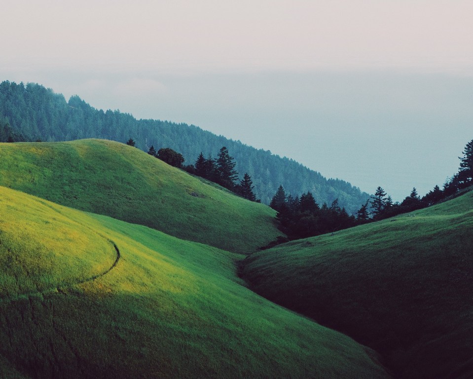 Rolling green hills with dense, dark green trees in the background under a soft, overcast sky, showcasing a peaceful landscape.