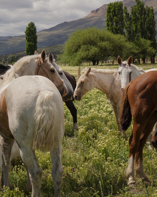 Herd of horses gathers in a grassy field beneath mountains. Various colors and poses captured in a natural outdoor setting.