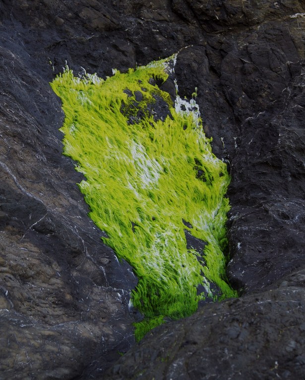 Close-up of bright green algae growth on dark grey rock surface. Natural pattern and texture create an abstract outdoor image.