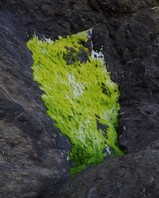 Close-up of bright green algae growth on dark grey rock surface. Natural pattern and texture create an abstract outdoor image.