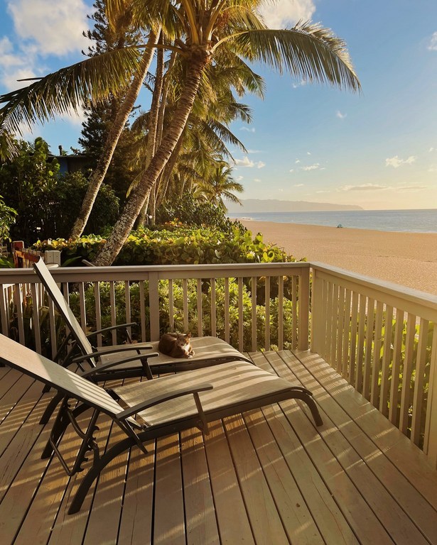 Relaxing beach scene with cat resting on a lounge chair on a wooden deck, palm trees, and ocean view under a blue sky.