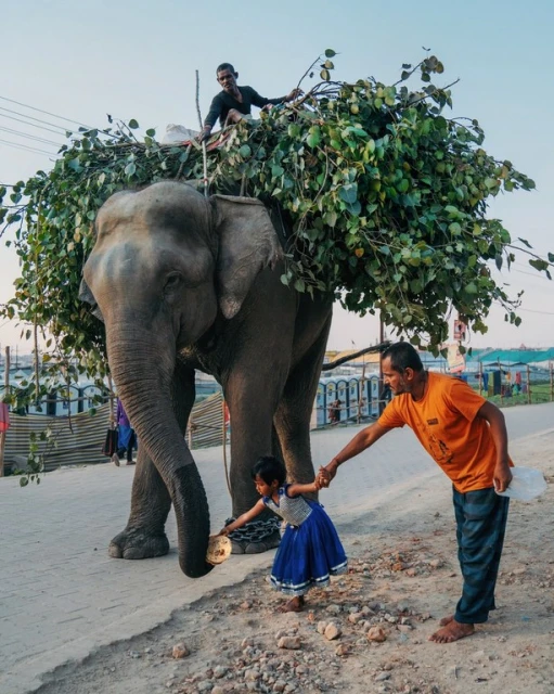 Elephant carrying branches, ridden by boy, led by adult male, and approached by a child on a dirt road in a rural setting.