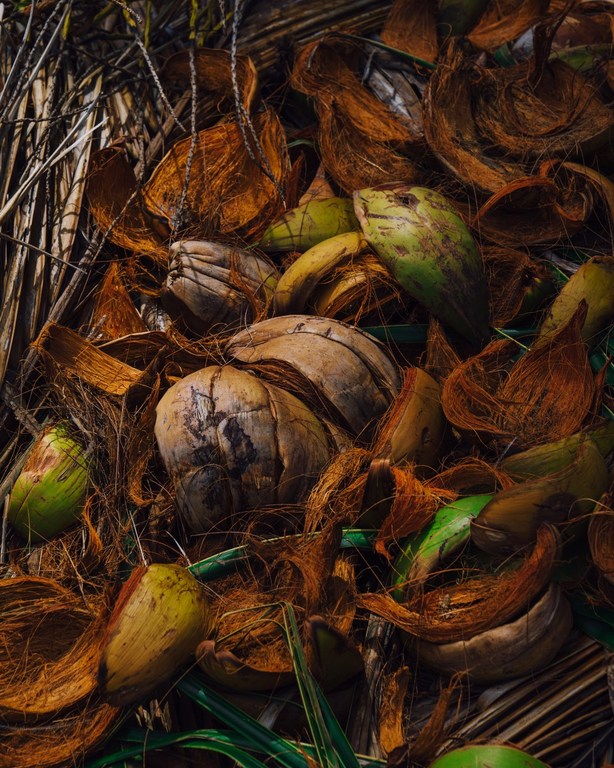 Close-up of whole and halved coconuts among the brown fibrous husks and green palm fronds in a natural outdoor setting.