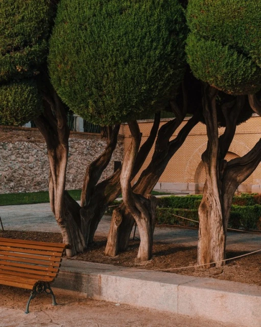 Exterior park scene with round trees, stone pavers, and a bench, captured under soft lighting, creating a tranquil and inviting atmosphere.