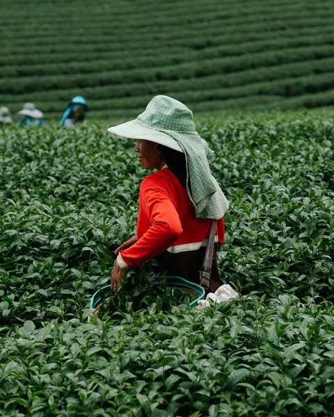 Woman in orange shirt and green hat picking tea leaves in a lush green field, with other workers in the background, sunny outdoor scene.