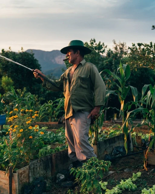 Man in hat waters his garden. He smokes a cigar as he hoses down rows of vegetables and corn plants in the evening light.