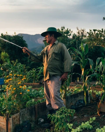 Man in hat waters his garden. He smokes a cigar as he hoses down rows of vegetables and corn plants in the evening light.