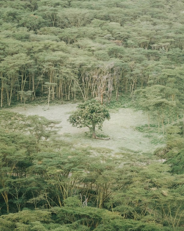Aerial view of a lush, green forest with a single, prominent tree in the center, surrounded by meadow. Natural, verdant landscape.