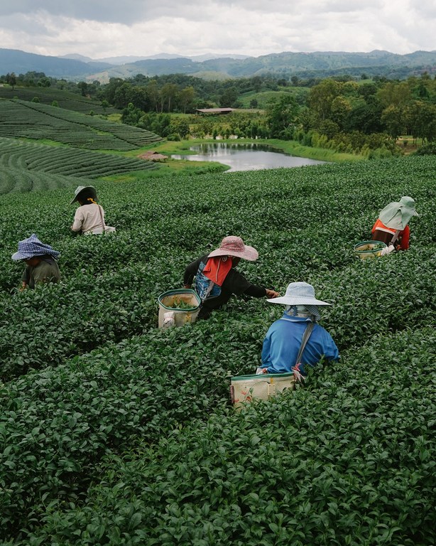 Workers harvest tea leaves in a lush green field under a cloudy sky, creating a scenic view of agriculture and rural life in a tea plantation.