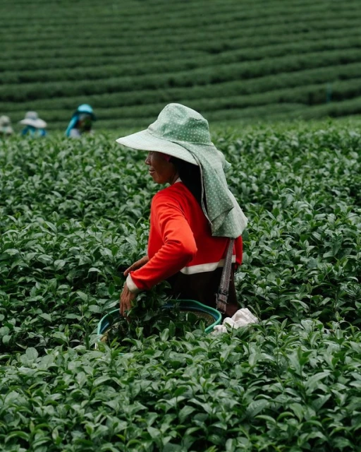 A woman in a green hat and red shirt is harvesting tea leaves in a lush tea plantation on a cloudy day with other workers visible.