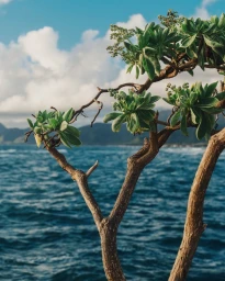 Coastal plant with thick green leaves and textured brown branches against ocean and sky by Dan Tom