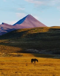 A lone horse grazing in a vast golden meadow beneath a towering symmetrical mountain peak under a soft blue sky.