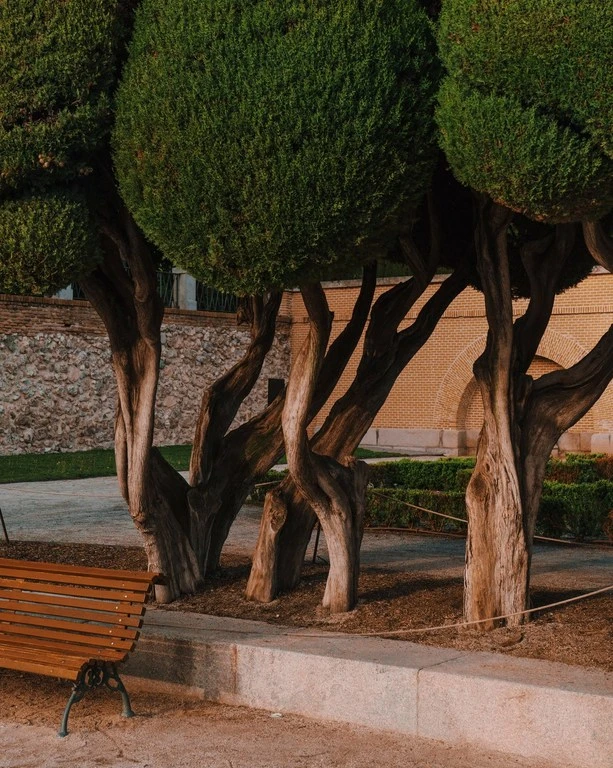 A wooden park bench sits beneath neatly pruned spherical trees with thick gnarled trunks in a public garden.