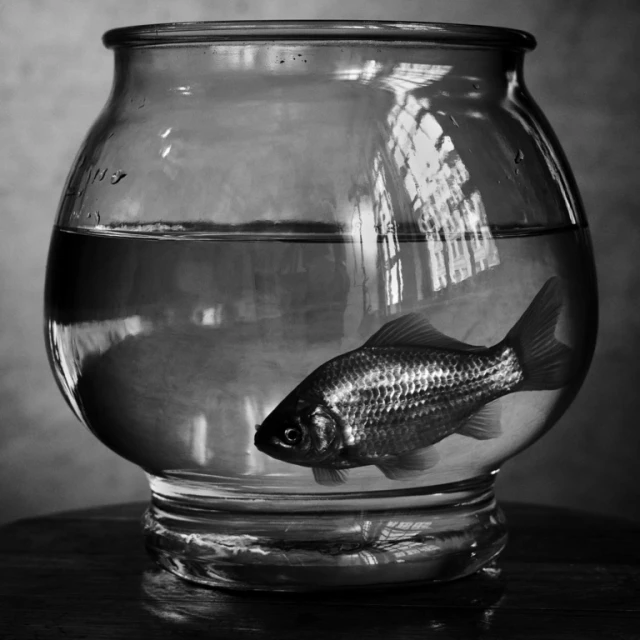 Black and white photograph of a goldfish swimming in a glass bowl filled with water on a dark surface, captured in a studio.