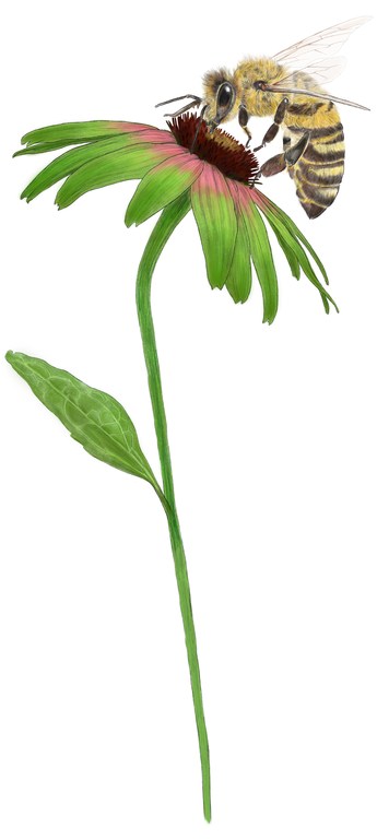 Close-up of a bee on a green and pink coneflower with a long, curving stem against a white background in a digitally created image.