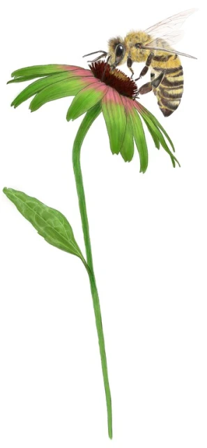 Close-up of a bee on a green and pink coneflower with a long, curving stem against a white background in a digitally created image.