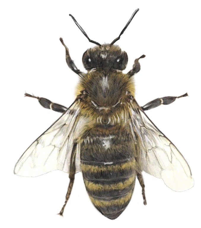 Detailed illustration of a bee with transparent wings, showcasing its brown and black striped body against a clean white backdrop.