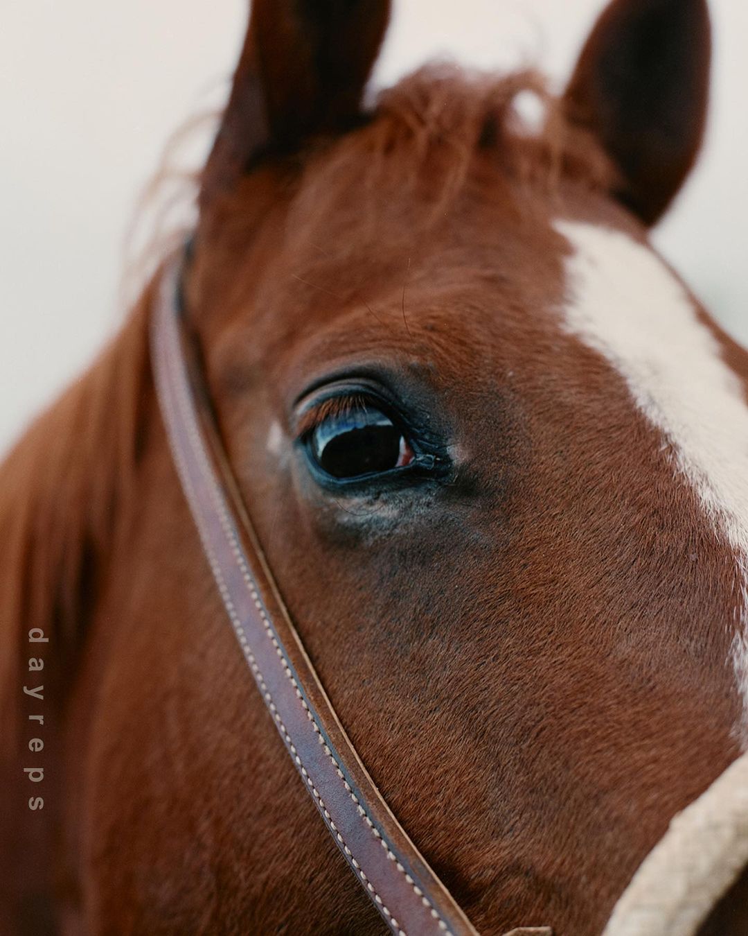 Close-up portrait of a brown horse's head with a white blaze, wearing a leather bridle and rope halter in a neutral environment.