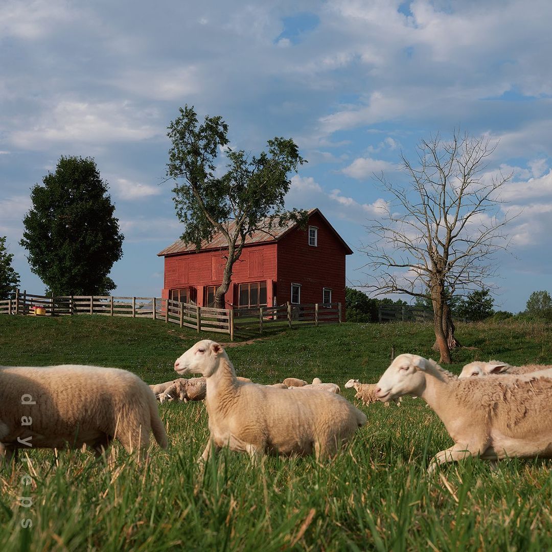 Flock of sheep grazing in a grassy field near a red barn under a cloudy sky, creating a pastoral scene.