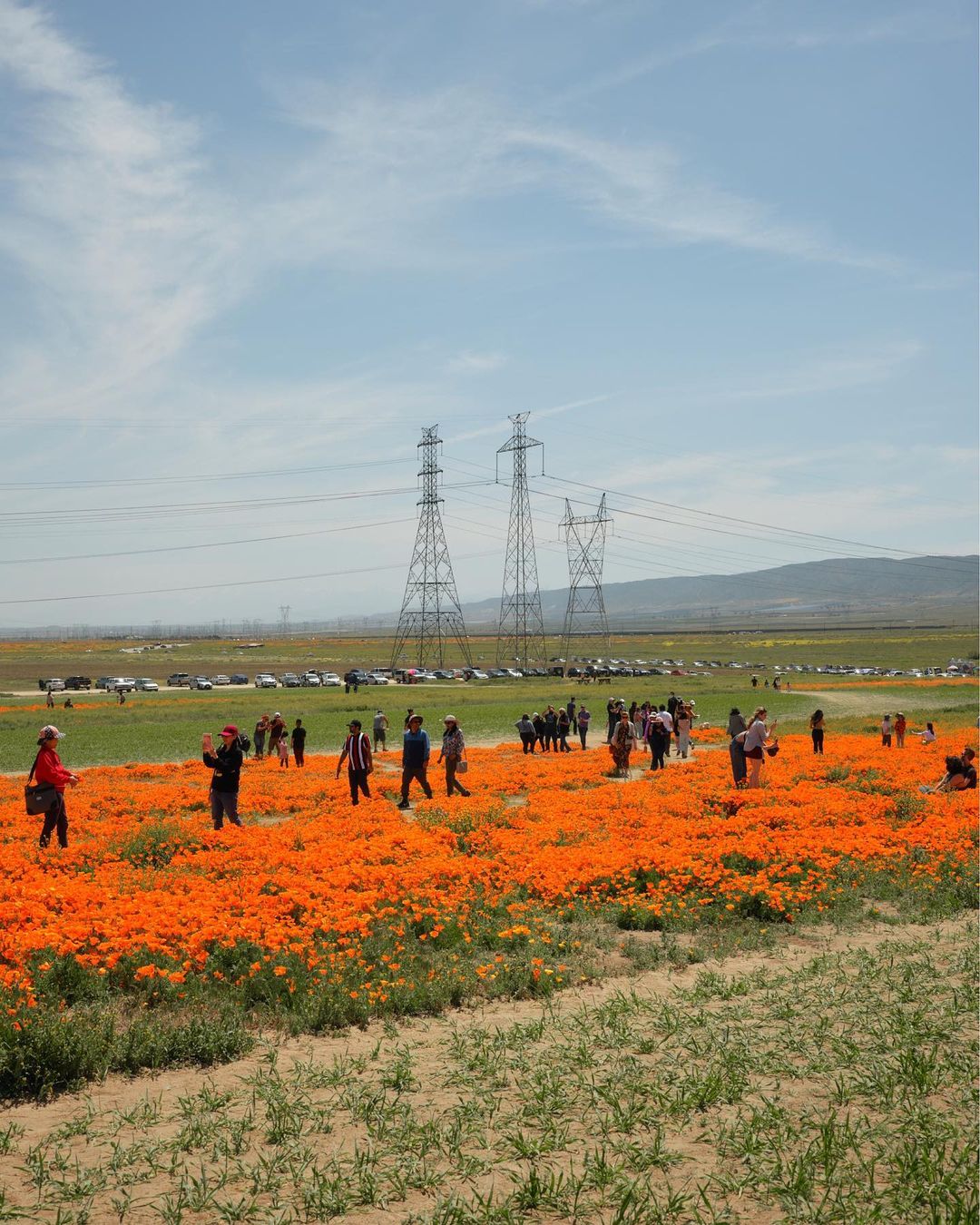Vibrant field of orange California poppies with groups of people walking among the flowers under a blue sky on a sunny day.