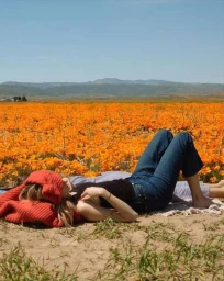 A person lying in a vibrant orange poppy field wearing denim jeans and a dark top under bright natural sunlight.