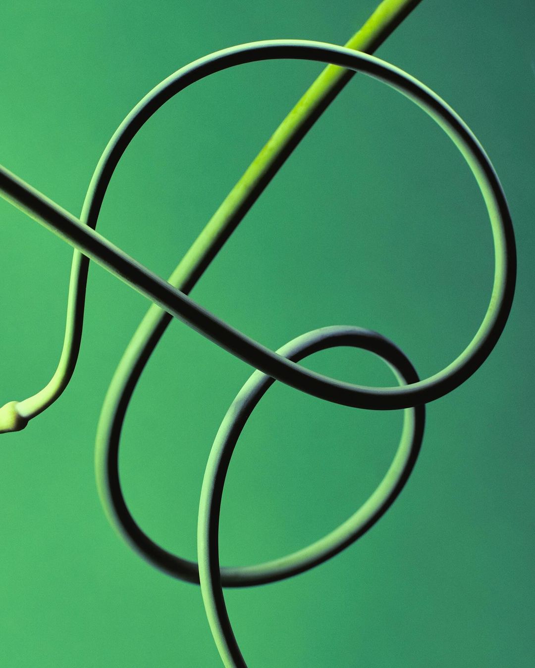Curly garlic scape on a green background, top-down studio lighting, close-up. Food and beverage photography with natural, organic forms.