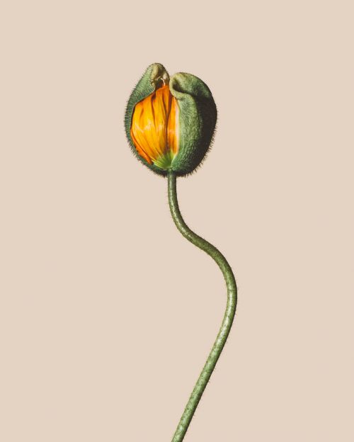 Close-up of an unopened yellow poppy flower bud with a textured green stem, set against a soft, light-pink seamless background.