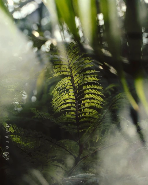 Brightly lit fern leaf stands out in a dense forest setting, emphasizing nature's intricate patterns and serene beauty in a natural environment.