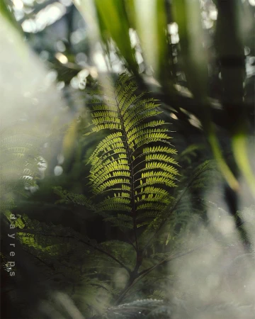 Brightly lit fern leaf stands out in a dense forest setting, emphasizing nature's intricate patterns and serene beauty in a natural environment.