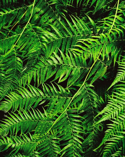 Close-up shot of vibrant green fern leaves with detailed texture and form, creating a natural, lush botanical scene.