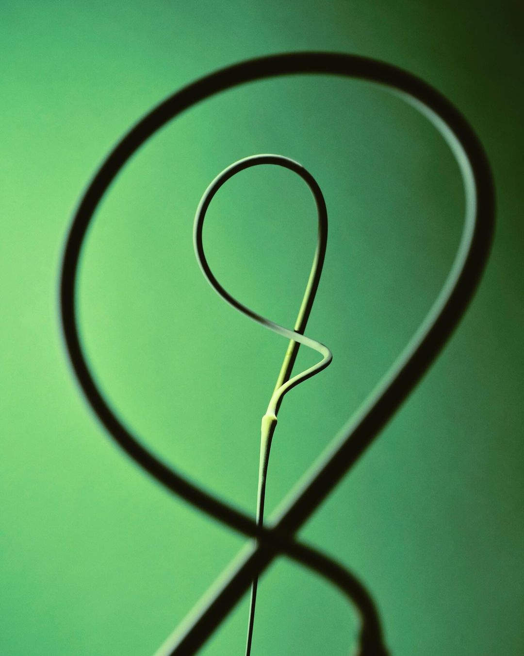 Abstract still life of a green garlic scape stem with a curled shape on a graduated green background, creating a minimalist composition.