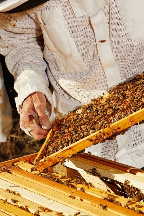 Beekeeper in protective suit inspecting a frame covered with bees, standing near a wooden beehive on a sunny day.