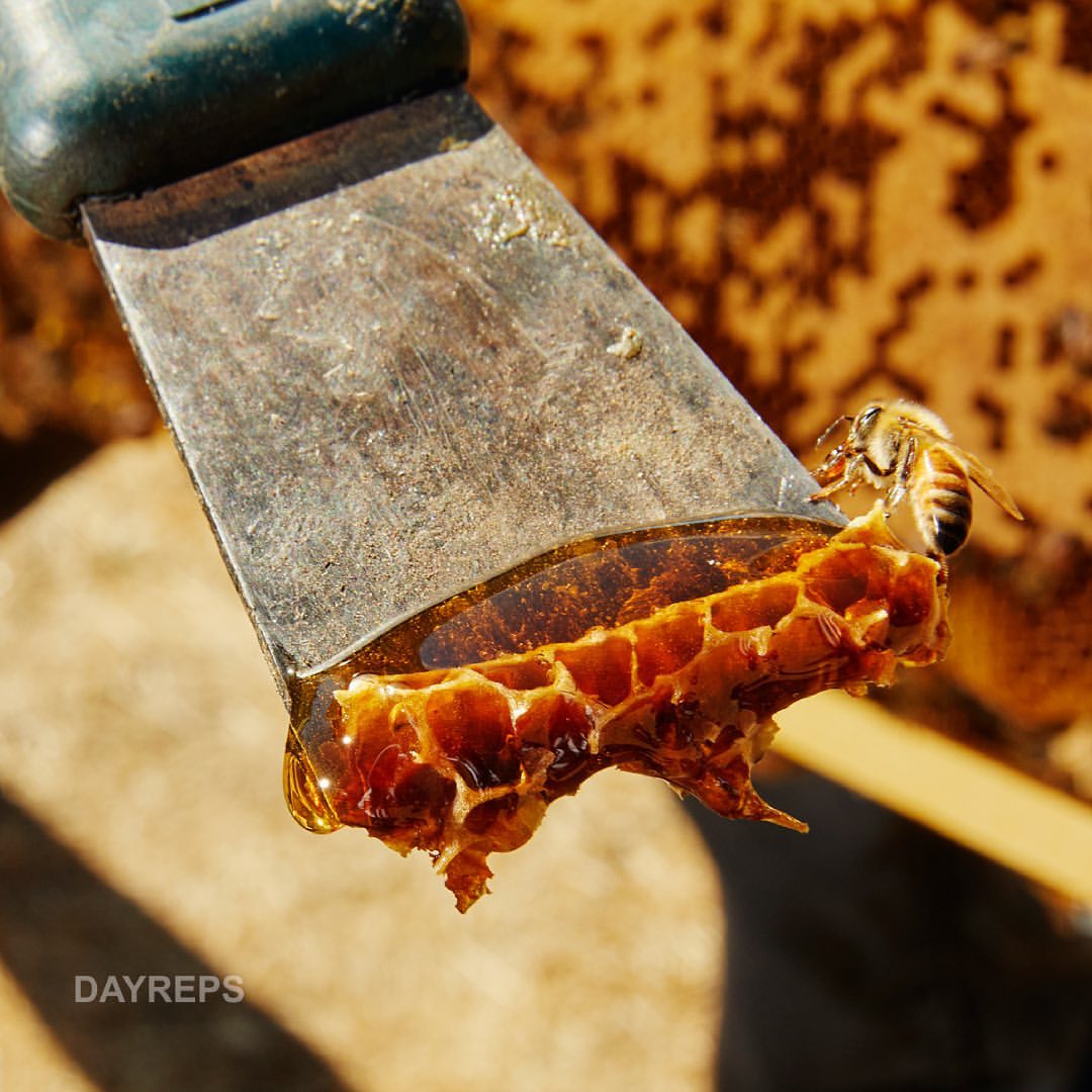 Close-up of honeybee on honeycomb attached to a metal hive tool dripping honey in a sunny outdoor setting, focus on beekeeping.