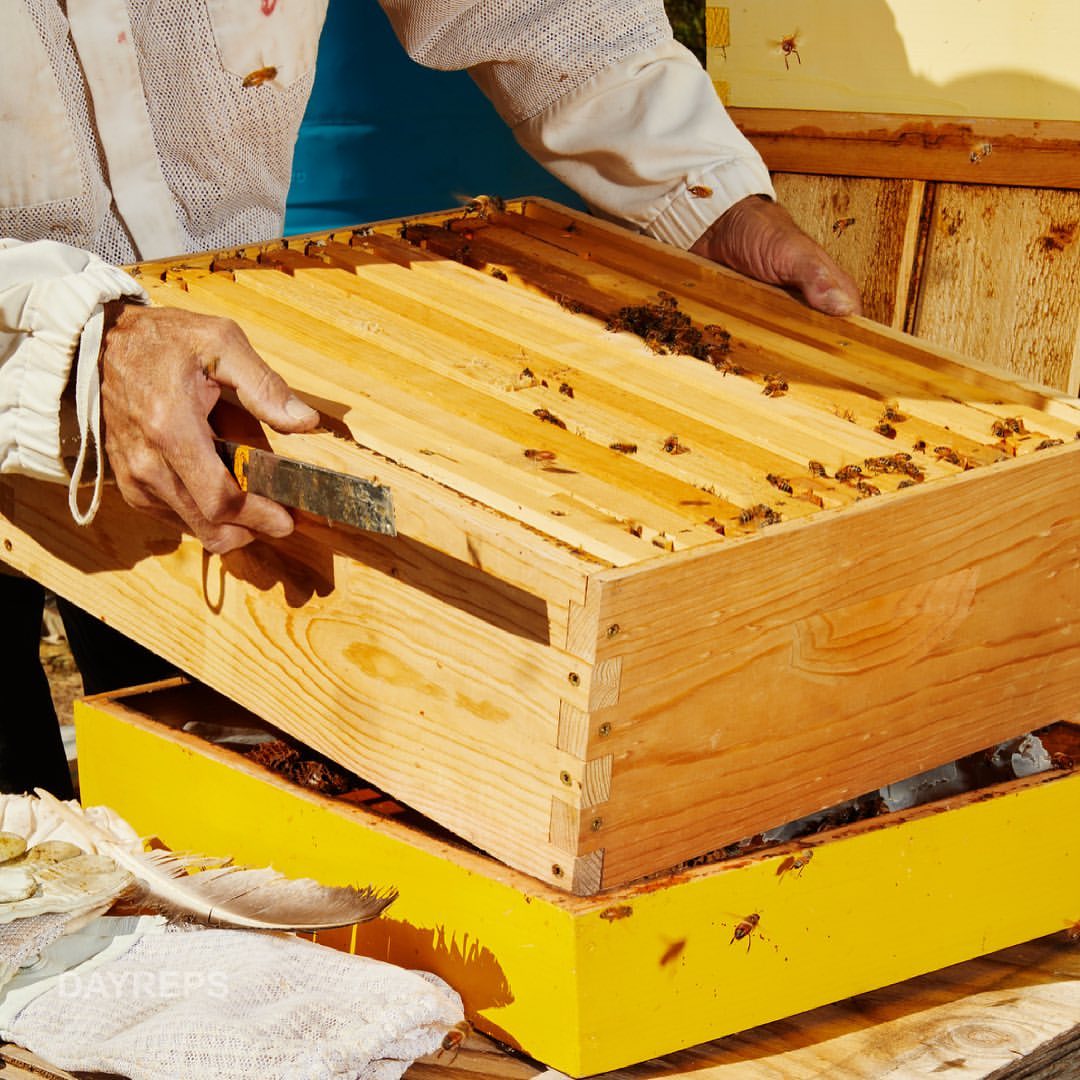 Beekeeper in protective suit inspecting a honey frame with bees, wooden beehive, and beekeeping tools. Outdoor shot with natural light.