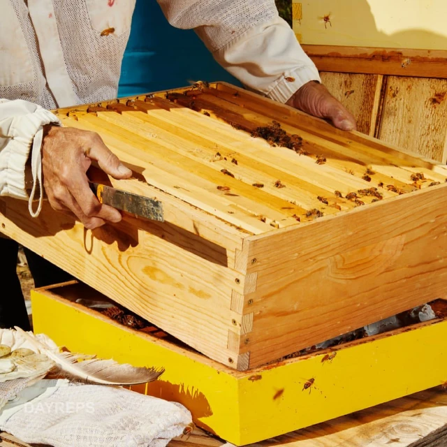Beekeeper in protective suit inspecting a honey frame with bees, wooden beehive, and beekeeping tools. Outdoor shot with natural light.