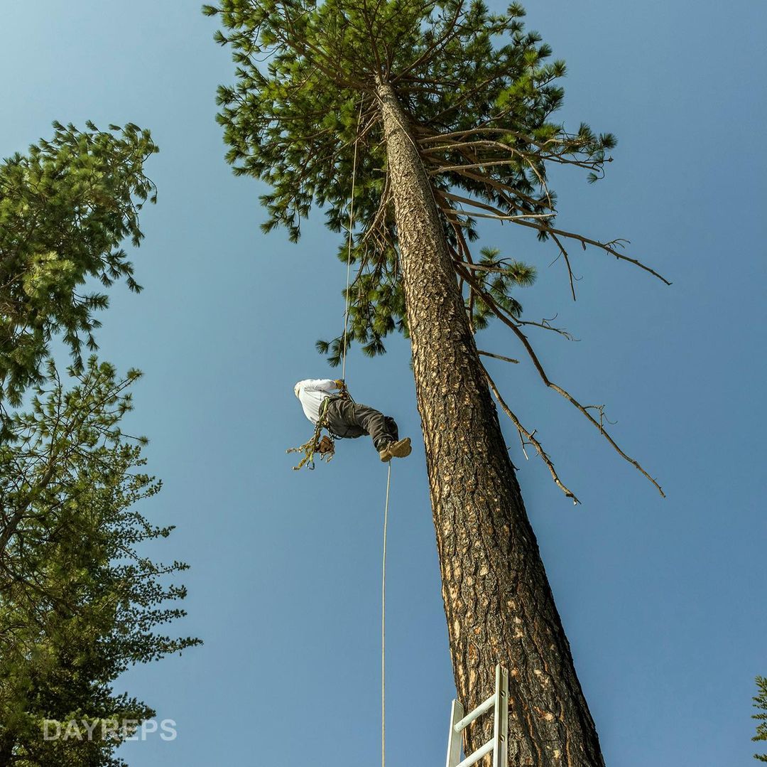 Arborist suspended from tall tree by rope, performing tree work with a ladder at the base, against a clear blue sky background.