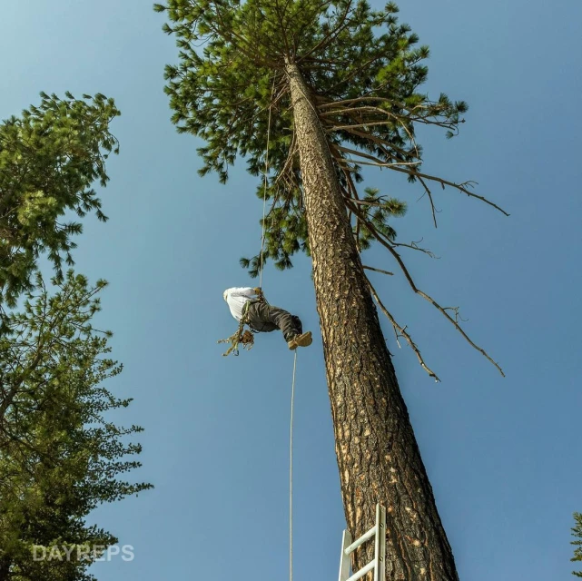 Arborist suspended from tall tree by rope, performing tree work with a ladder at the base, against a clear blue sky background.