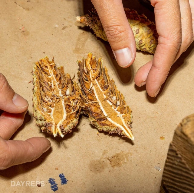 Close-up shot of a person's hands carefully holding and examining a halved pine cone on a kraft paper surface, showcasing its intricate details.