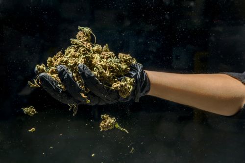 Hand in black glove holds a pile of weed buds against a dark background with scattered buds in the foreground. Medical marijuana concept.