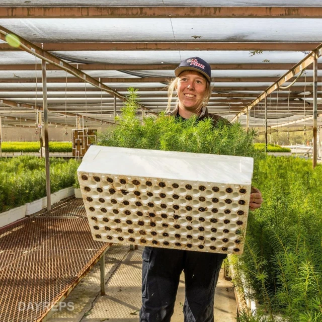 Woman in a nursery greenhouse holding a tray of young plants, surrounded by greenery and under a translucent roof. 