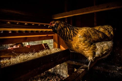 A brown Ameraucana chicken stands inside a rustic wooden coop with a child peering through an opening filled with hay.