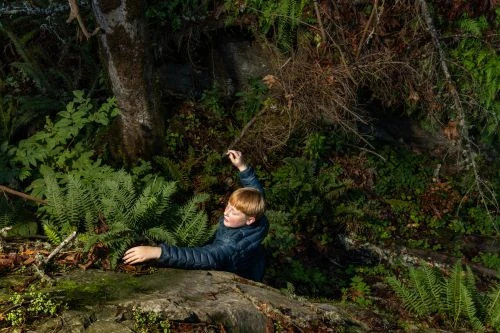 Young boy in a blue jacket explores a lush forest, surrounded by ferns and trees in a natural setting.