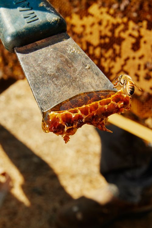 Close-up of a bee on a metal tool holding honeycomb with honey dripping, set against a blurred honeycomb background in sunlight.