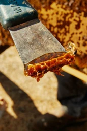 Close-up of a metal hive tool holding a piece of golden honeycomb with a single bee near the edge.
