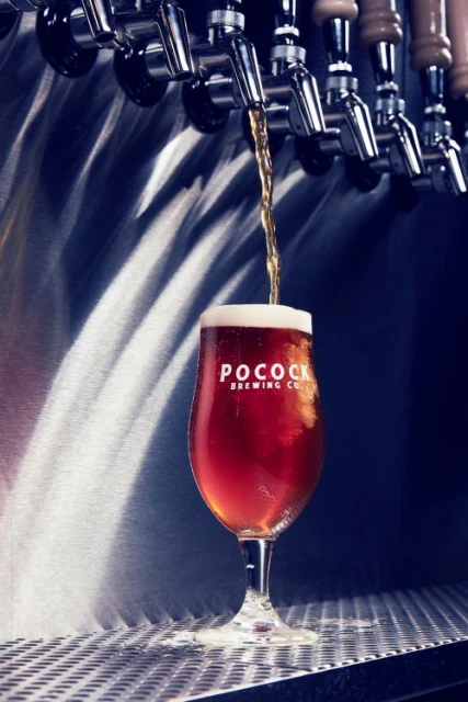 Beer pouring into a stemmed glass with the logo for Pocock Brewing Co. against a muted blue background with tap handles above.