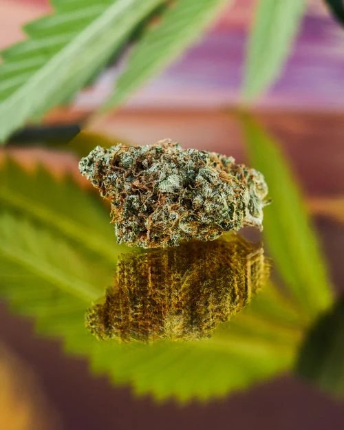 Close-up studio shot of a cannabis bud with white and green hues, set against a background featuring a cannabis leaf and a wood texture.