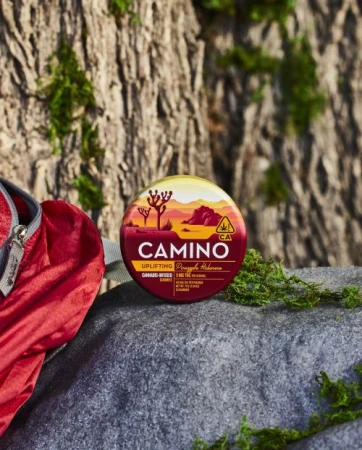 Camino Pineapple Habanero cannabis edibles sit on gray rock near a red backpack and mossy tree trunk, outdoors in a nature setting.