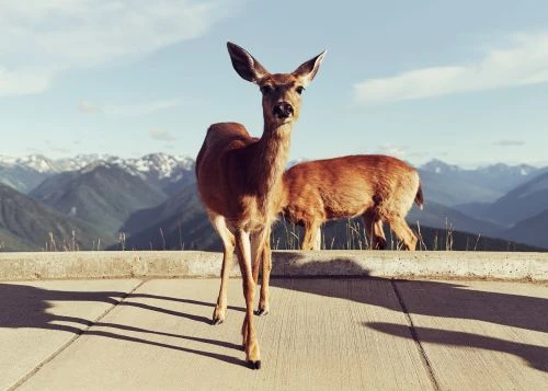 Two deer stand on an overlook with a view of snow-capped mountains in the distance on a sunny day with a clear blue sky.