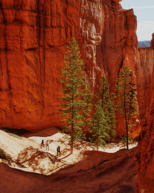 Bryce Canyon vista, Utah, USA. Red rock formations tower over a small group of people walking on a sandy trail lined with green trees.